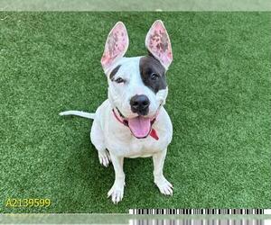 American Pit Bull Terrier Dogs for adoption in West Palm Beach, FL, USA