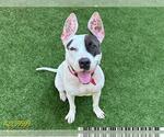 Small American Pit Bull Terrier