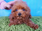 Small Photo #4 Poodle (Toy) Puppy For Sale in LA MIRADA, CA, USA