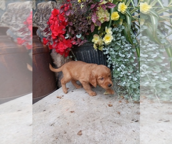 Medium Photo #13 Golden Retriever Puppy For Sale in GREENWOOD, WI, USA
