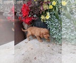 Small Photo #13 Golden Retriever Puppy For Sale in GREENWOOD, WI, USA