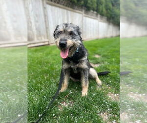 Mutt Dogs for adoption in Lawrenceville, NJ, USA