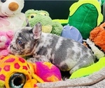 Small Photo #2 French Bulldog Puppy For Sale in BELLVIEW, TX, USA