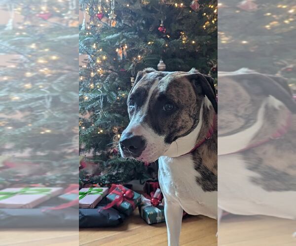 Medium Photo #5 Mutt Puppy For Sale in Elmsford, NY, USA