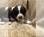 Small Photo #21 English Springer Spaniel Puppy For Sale in JEANNETTE, PA, USA