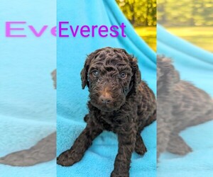 Poodle (Standard) Puppy for Sale in WHITEVILLE, Tennessee USA