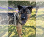 Small #1 Akita-Chow Chow Mix