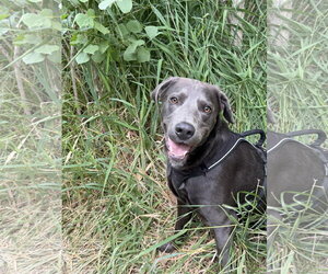 Great Dane-Labrador Retriever Mix Dogs for adoption in Fort Collins, CO, USA