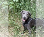 Small Great Dane-Labrador Retriever Mix