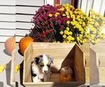 Small Photo #4 Australian Shepherd Puppy For Sale in RUSSELL, IA, USA