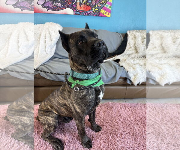 Medium Photo #8 Mutt Puppy For Sale in Goodyear, AZ, USA