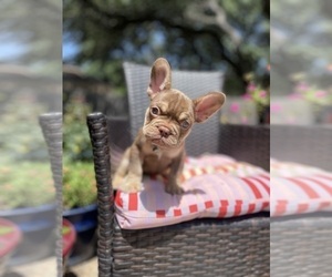 French Bulldog Puppy for Sale in SAN ANTONIO, Texas USA