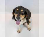 Small #5 Bagle Hound