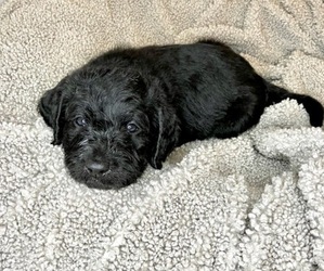 Labradoodle Puppy for sale in CAMAS, WA, USA