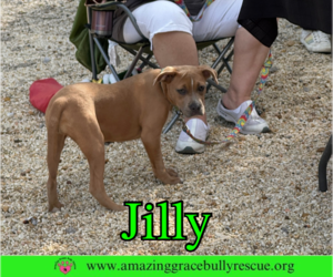 Jilly - Female American Pit Bull Terrier-Unknown Mix Dog for Adoption - Photo #29