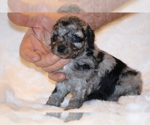 Medium Photo #3 Poodle (Toy) Puppy For Sale in DYERSBURG, TN, USA