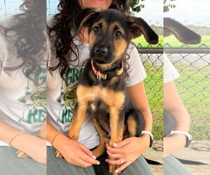 German Shepherd Dog-Unknown Mix Dogs for adoption in Rustburg, VA, USA