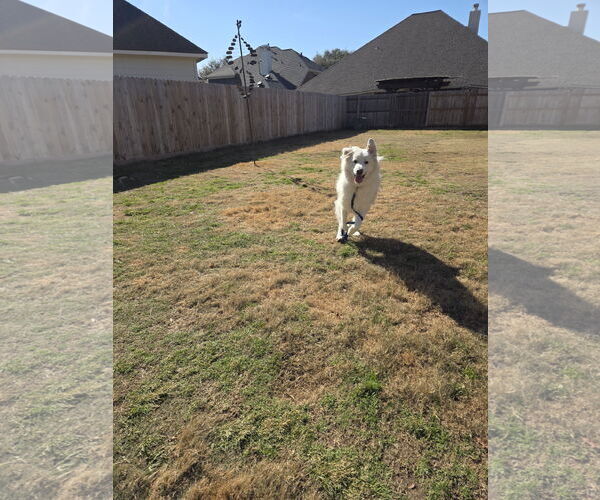 Medium Photo #6 Great Pyrenees Puppy For Sale in Houston, TX, USA