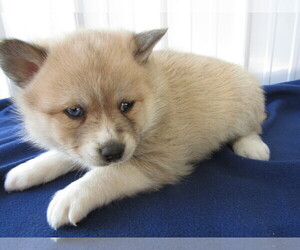 Pomsky Puppy for sale in ELKHART, IN, USA