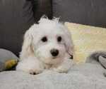 Small Photo #8 Maltese Puppy For Sale in MOORESVILLE, NC, USA