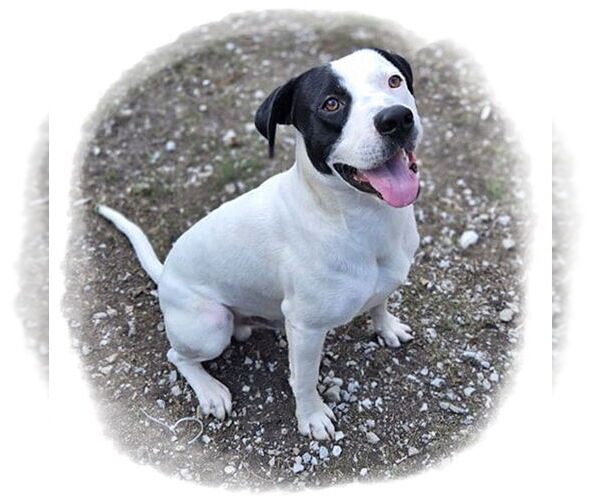 Medium Photo #4 Mutt Puppy For Sale in Crandall, GA, USA