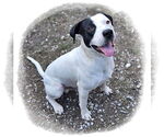Small #3 Mutt