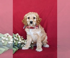 Cock-A-Poo Puppy for sale in NOTTINGHAM, PA, USA