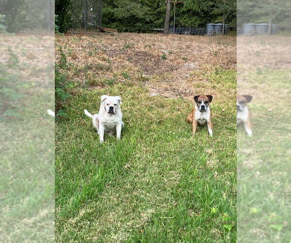 Medium Photo #3 Boxer Puppy For Sale in Austin, TX, USA