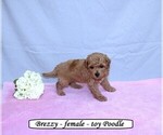 Small #3 Poodle (Toy)