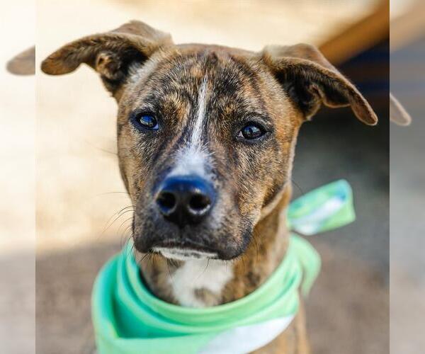 Medium Photo #1 American Staffordshire Terrier-Unknown Mix Puppy For Sale in San Antonio, TX, USA