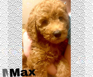 Goldendoodle (Miniature) Puppy for sale in CENTRALIA, MO, USA