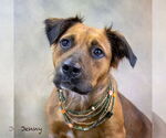 Small #2 Retriever  Mix
