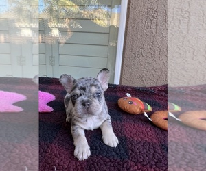 French Bulldog Puppy for sale in LIVINGSTON, CA, USA