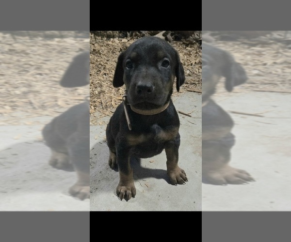 Medium Photo #34 Doberman Pinscher Puppy For Sale in BEGGS, OK, USA