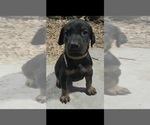 Small Photo #34 Doberman Pinscher Puppy For Sale in BEGGS, OK, USA