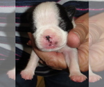 Small #1 Boston Terrier