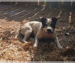 Small #1 Bulldog Mix