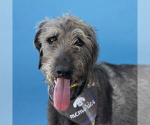 Poodle (Standard) Dogs for adoption in Pasadena, CA, USA