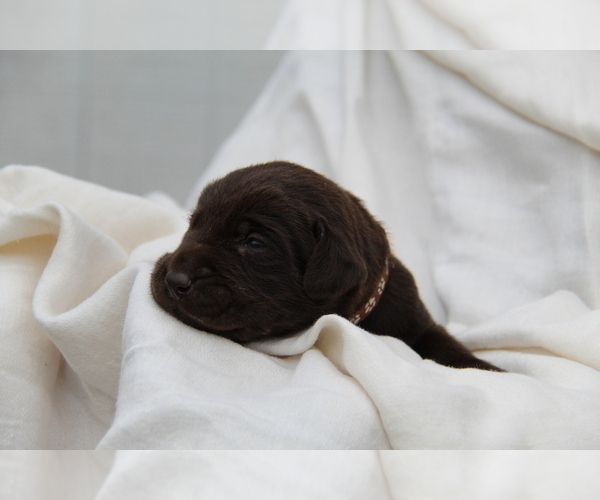 Medium Photo #3 Labrador Retriever Puppy For Sale in HYDE PARK, VT, USA