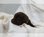 Small #2 Labrador Retriever