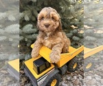 Small #3 Cockapoo