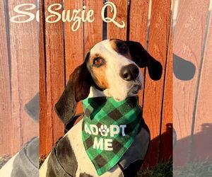 Treeing Walker Coonhound Dogs for adoption in Sandy, UT, USA