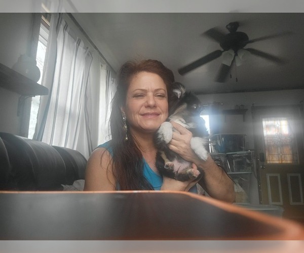 Medium Photo #1 Miniature Australian Shepherd Puppy For Sale in ILIFF, CO, USA