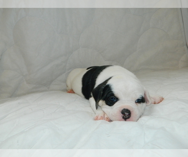 Medium Photo #7 Olde English Bulldogge Puppy For Sale in NORTH LAS VEGAS, NV, USA
