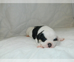Small Photo #7 Olde English Bulldogge Puppy For Sale in NORTH LAS VEGAS, NV, USA