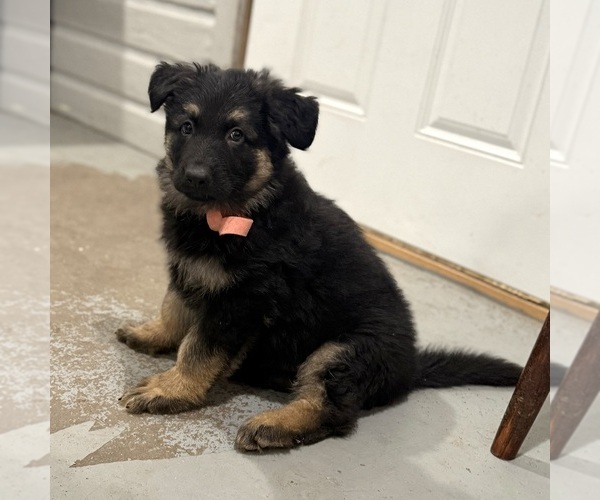 Medium Photo #53 German Shepherd Dog Puppy For Sale in BRIGHTON, CO, USA