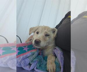 German Shepherd Dog Dogs for adoption in Bakersfield, CA, USA