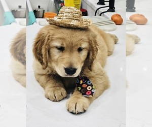 Golden Retriever Puppy for Sale in ORLANDO, Florida USA