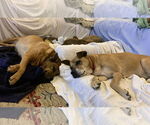 Small #7 Labrador Retriever Mix
