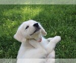 Small #2 English Cream Golden Retriever